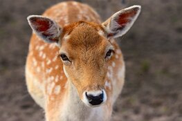 Friesland beperkt aantal damherten