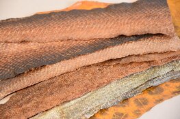 Leer van Vis; Expositie over een restproduct van vis