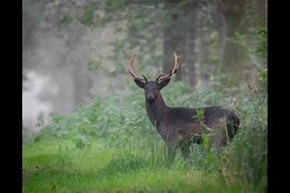 Voorzieningenrechter schorst omgevingsvergunning voor afschieten damherten