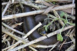 Natuurontwikkeling de Falom toont veelbelovende resultaten