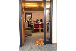 Friese kantoorhond Jack verkozen tot 'Braafste Kantoorhond van Nederland 2025'