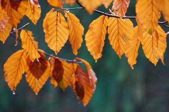 Laatste weekend van augustus zeer wisselvallig: verkoeling zet door met start meteorologische herfst
